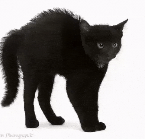 black_cat_thing