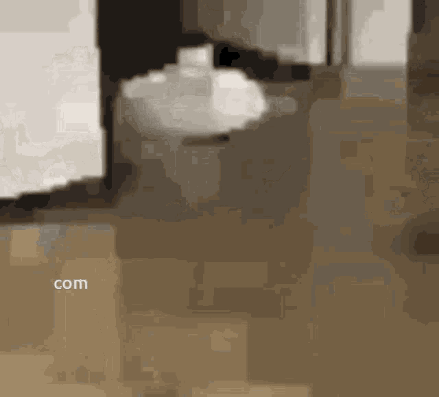 cat_roomba