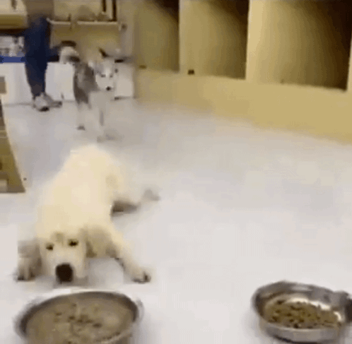 doggy_bowls
